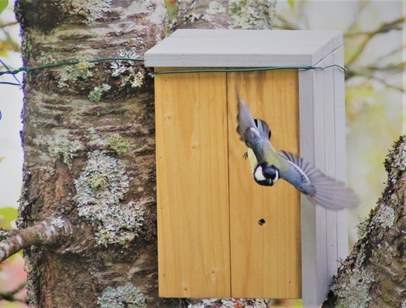 5. Mon seul regret, je n'ai pas pu immortaliser l'envol des petits !!, c est dur d'être reporter animalier. La biodiversité dans un Jardin en centre bourg. PHILIPPE BAUMY